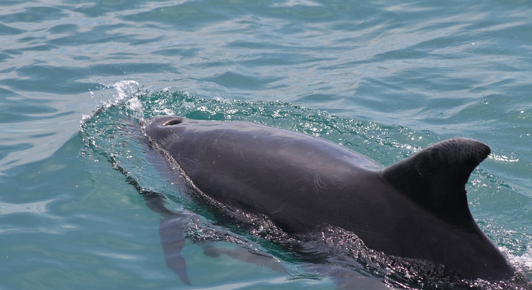 dolphin-watching-day-tour-from-lisbon-es-17