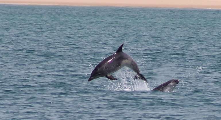 dolphin-watching-day-tour-from-lisbon-es-18