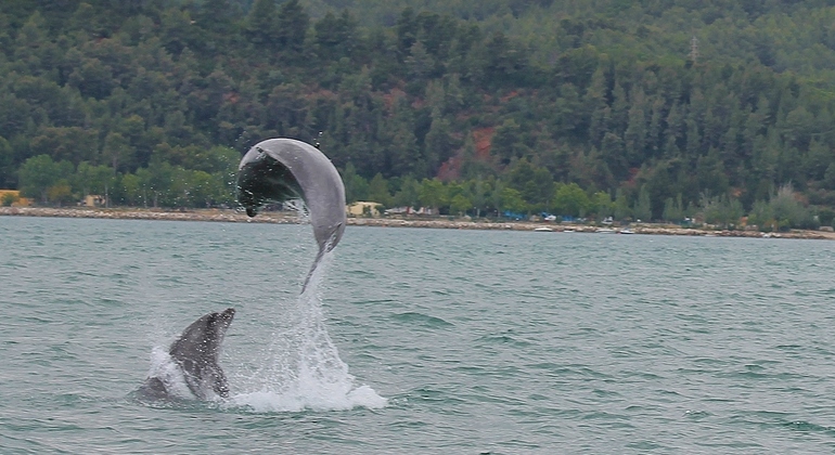 dolphin-watching-day-tour-from-lisbon-es-19