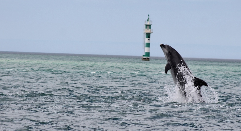 dolphin-watching-day-tour-from-lisbon-es-2