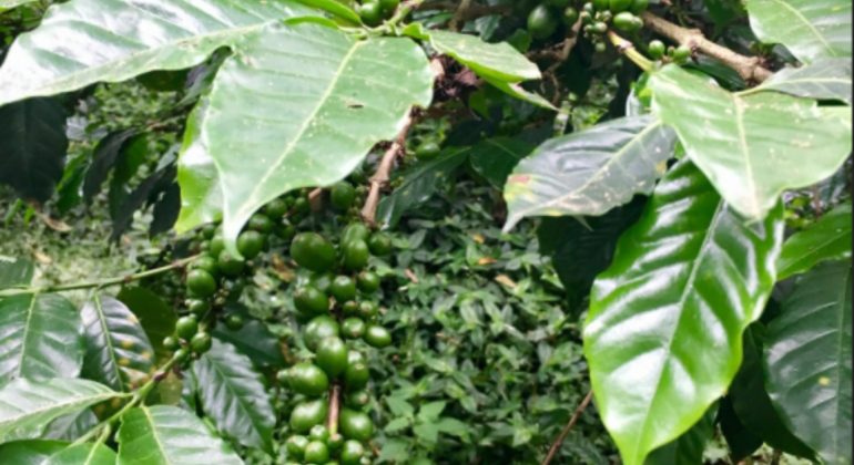 Coffee Farm Hacienda La Coloma Daytrip Colombia — #3
