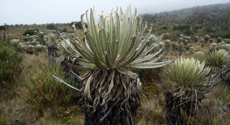 Sumapaz-Moorland-Wanderung in Bogota Kolumbien — #9