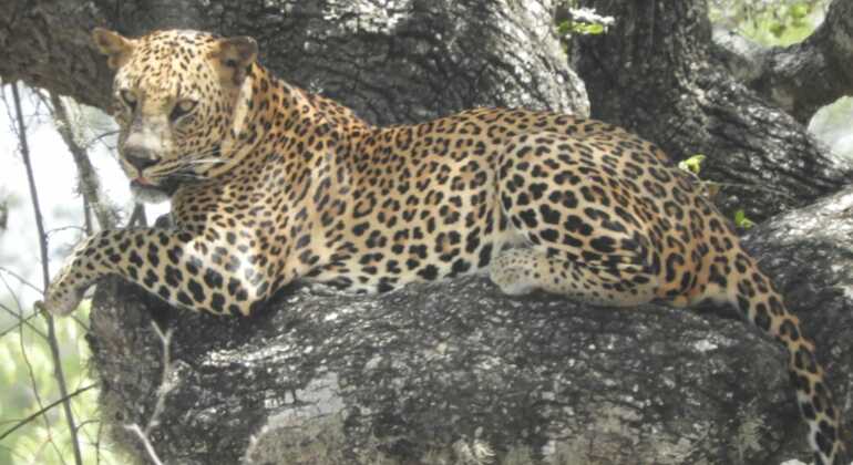 Safari Privado de Rastreo de Leopardos en el Parque Nacional de Yala Operado por Travceylon