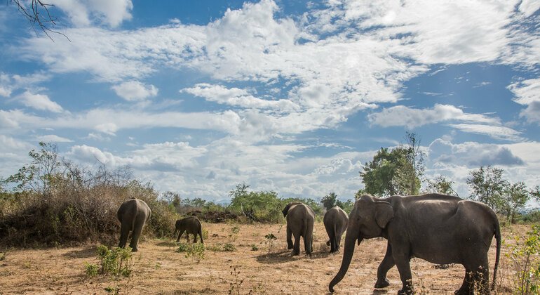 Safari privé dans le parc national d'Udawalawe, Sri Lanka