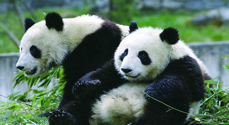 Excursion d'une journée au zoo et aux sites touristiques de Pékin Chine — #18