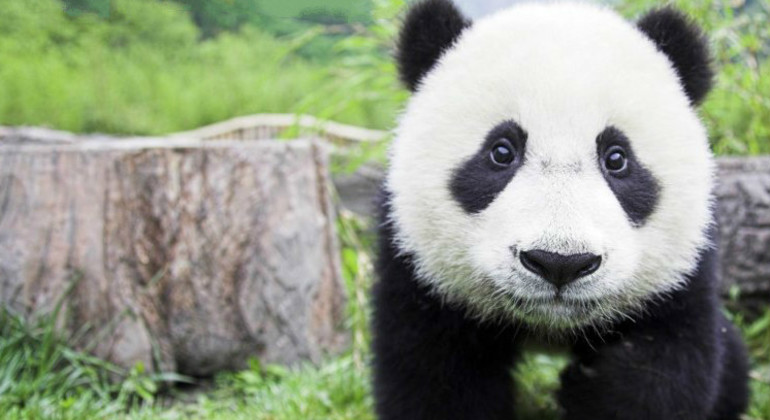 Excursion d'une journée au zoo et aux sites touristiques de Pékin Chine — #12