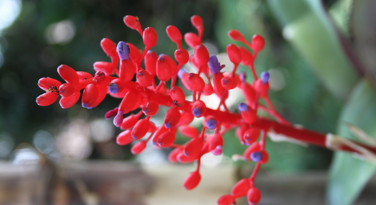 Coffee Tour in Fusagasugá from Bogotá Colombia — #3