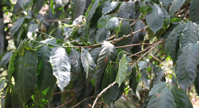 Coffee Tour in Fusagasugá from Bogotá Colombia — #4