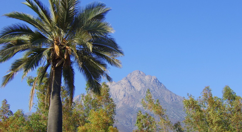 Trekking in La Campana National Park Trip from Valparaiso Provided by Chile Condor Expediciones