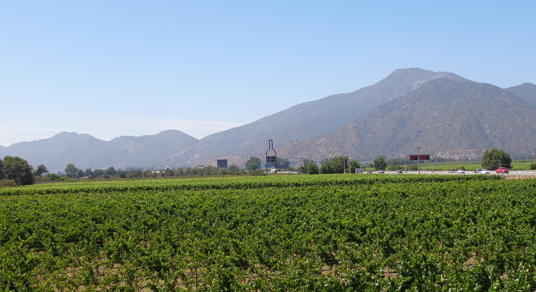 Casablanca Valley - 4 Glasses  Wine Tour Chile — #1