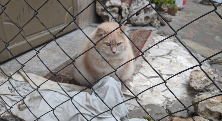 Visite à pied des cours d'Odesa