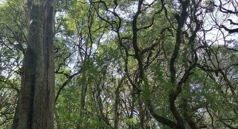 Excursión al Parque Forestal Nacional de Menagesha Suba