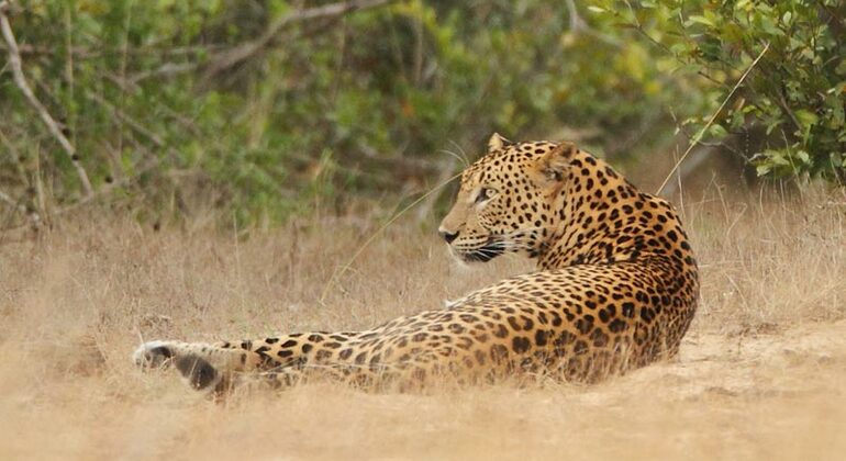 Safari por el Parque Nacional de Wilpattu