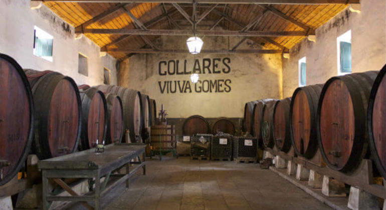 portuguese-wine-private-tour-from-lisbon-es-7