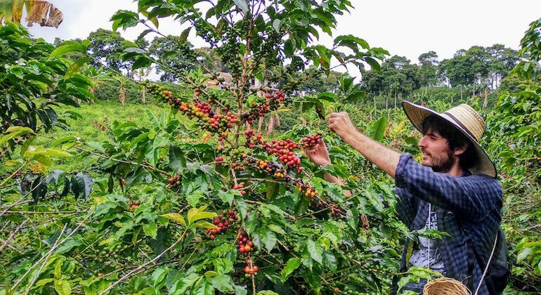 Experiência de café em Medellín