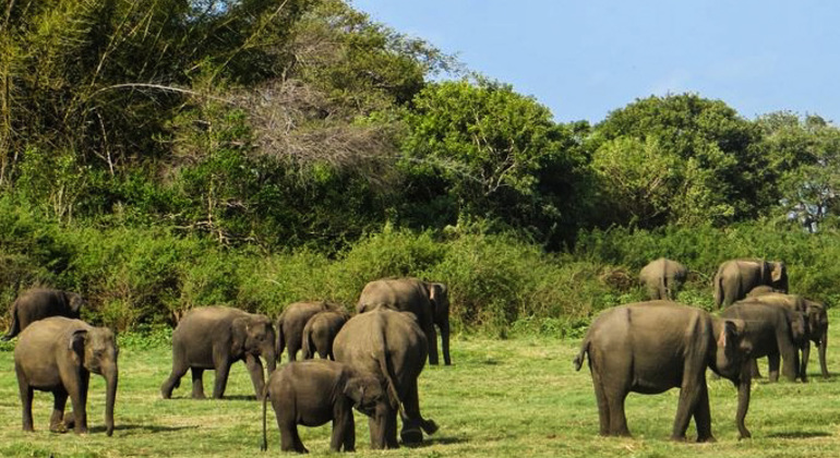 Excursion d'une journée vers une île merveilleuse, un temple et des animaux sauvages, Sri Lanka