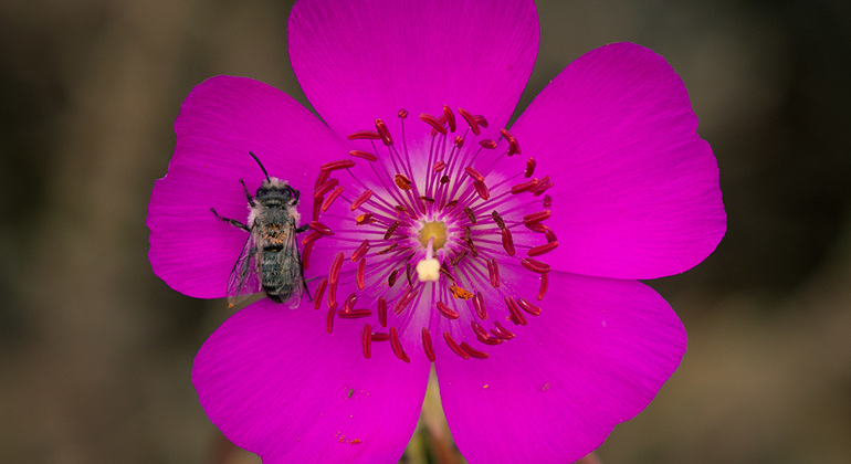 Excursion d'une journée au bio-parc de Puquén depuis Santiago