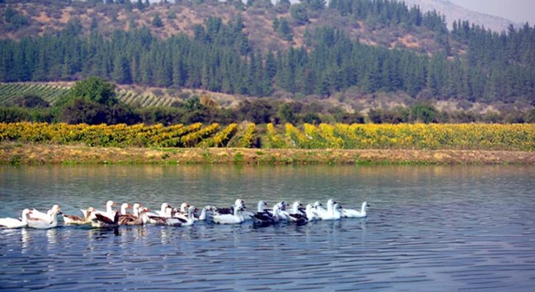 Tour do Vinho Loma Larga desde Santiago