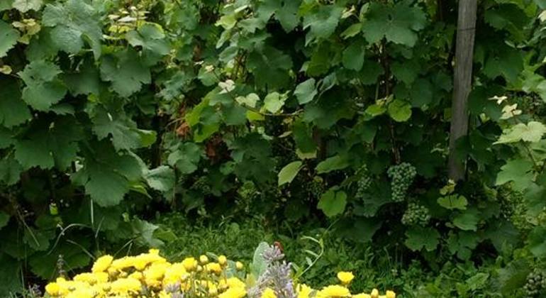 prague-gardens-private-tour-by-car-es-3