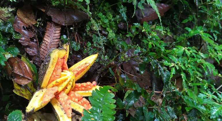 mindo-biosphere-reserve-of-choco-andino-en-9