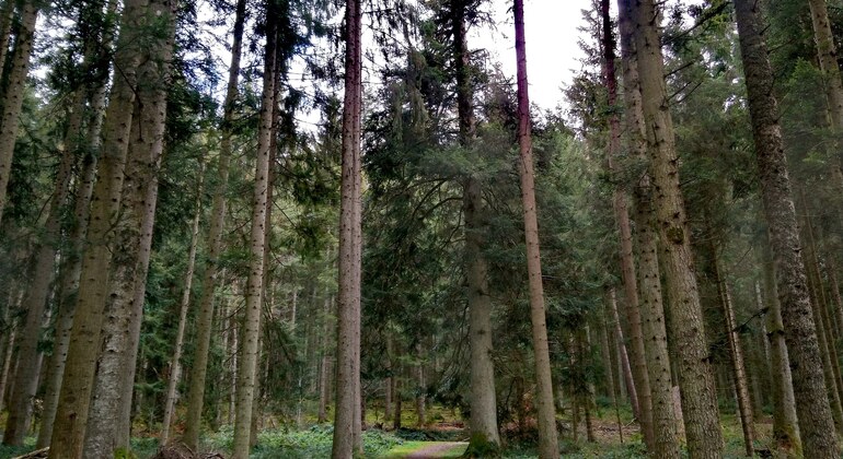 Ruta guiada de senderismo en español: Titisee Operado por Alsacia y Selva Negra - Tours