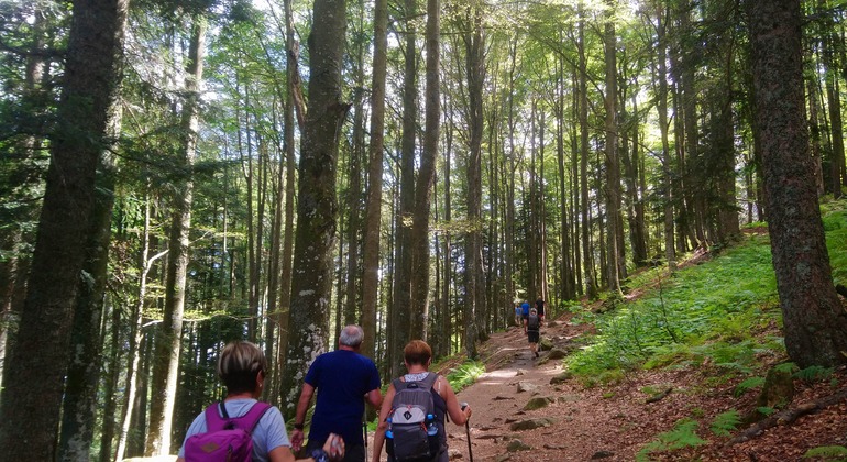 Ruta de senderismo guiada en español: Triberg Operado por Alsacia y Selva Negra - Tours