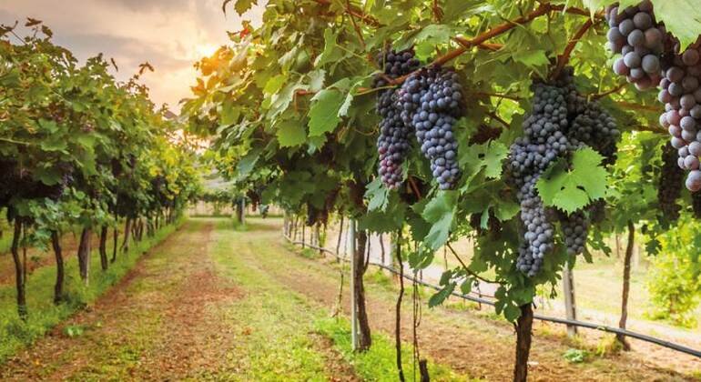 Toscana en un día Italia — #10