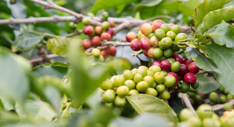 Fazenda de café - Visita de grupo e saída diária Organizado por bogota city bus