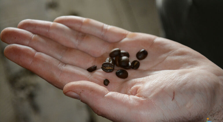 Ferme du café - Visite de groupe et départ quotidien Colombie — #4