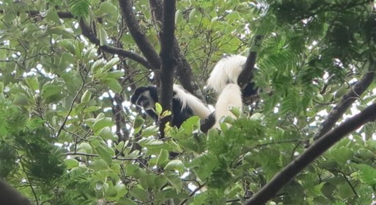 Visite de la forêt de Moshi, Tanzania