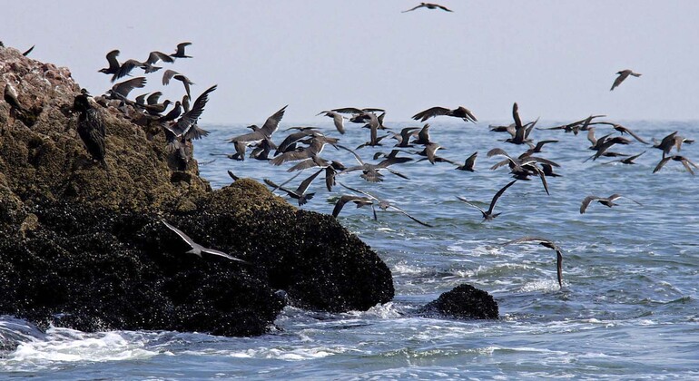 Ballestas Island from Paracas with Entrances Provided by PVTravels
