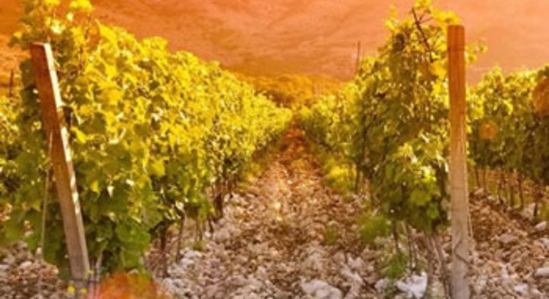 Herzegovina Wine Day Tour from Mostar Provided by i House Travel