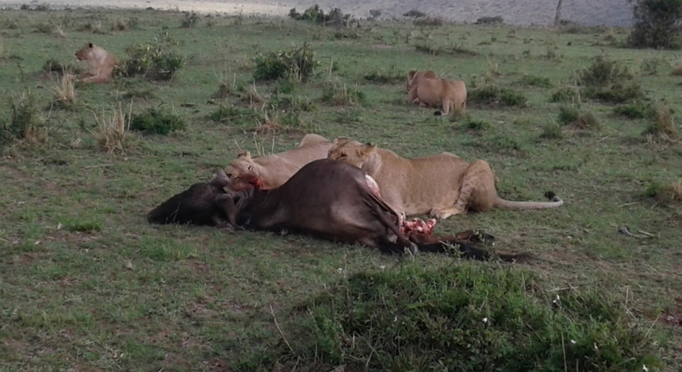 3 Days Joining Daily Departure Masai Mara Cheap Budget Safari, Kenya