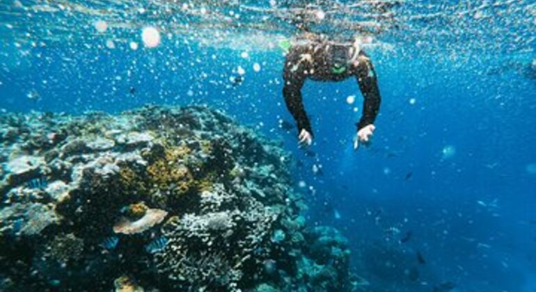 La Jolla Snorkeling Tour USA — #1