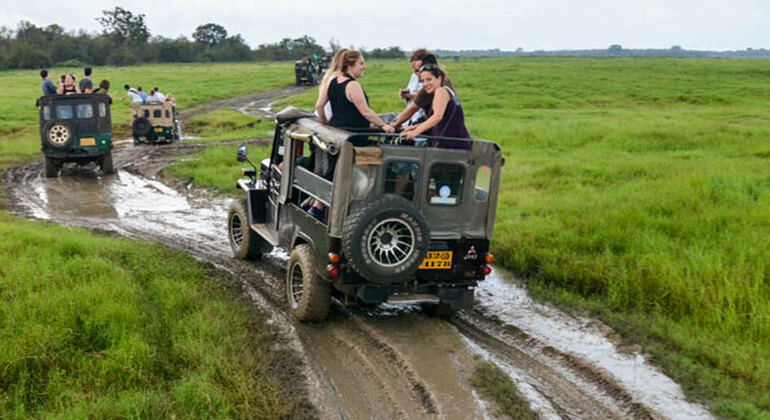 Safari a Minneriya desde Kandy Sri Lanka — #1