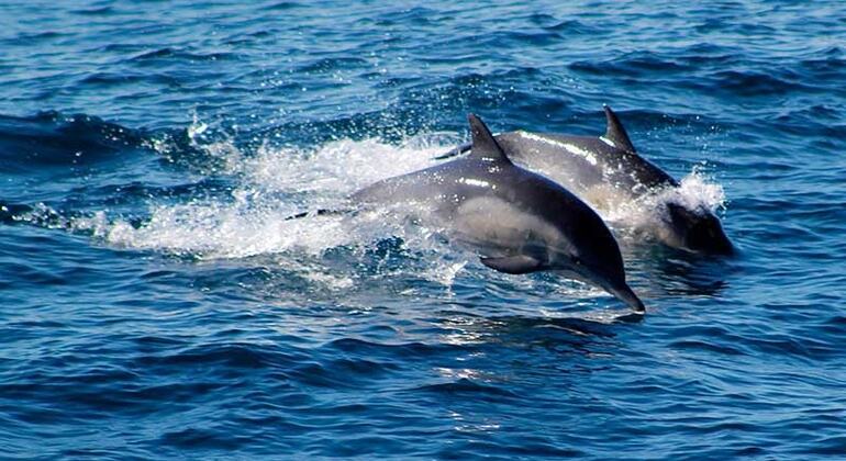 Excursão privada de observação de golfinhos Kalpitiya - 7 horas Organizado por Boat Trip (Pvt) Ltd