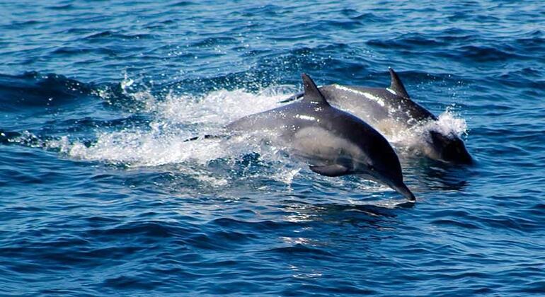 Observation des dauphins en privé à Kalpitiya - 7 heures, Sri Lanka