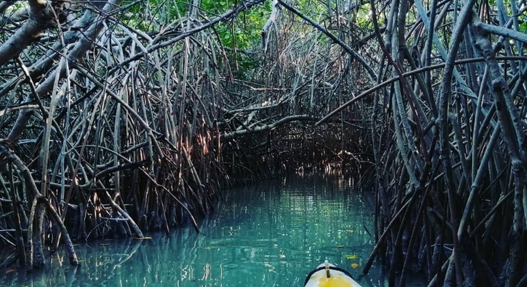 kayak-through-mangroves-to-secret-beach--en-2