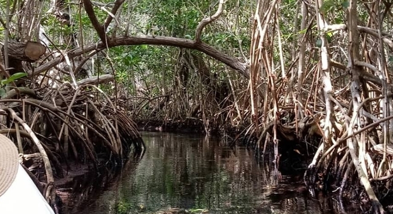 kayak-through-mangroves-to-secret-beach--en-3