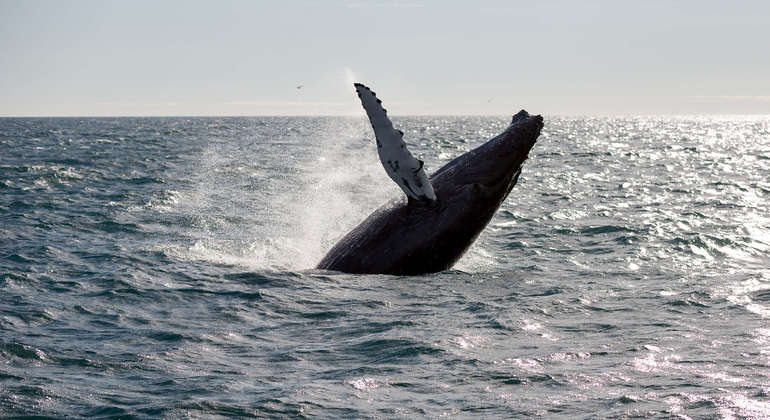 Observação de baleias a partir de Reiquiavique Organizado por Reykjavik Sailors