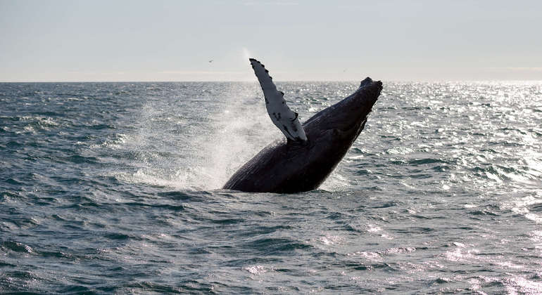 Avistamiento de Ballenas desde Reikiavik