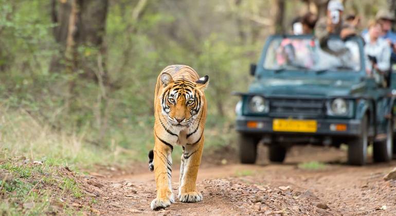 8-Day Private Golden Triangle Tour with a Ranthambore Wildlife Safari