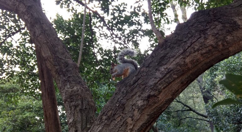 Visita privada ao Castelo de Chapultepec na Cidade do México México — #8
