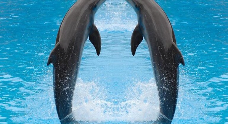 Spectacle de dauphins au Dubai Creek Park avec transfert