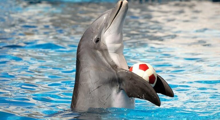 Spettacolo di delfini al Dubai Creek Park con trasferimento Emirati Arabi Uniti — #2