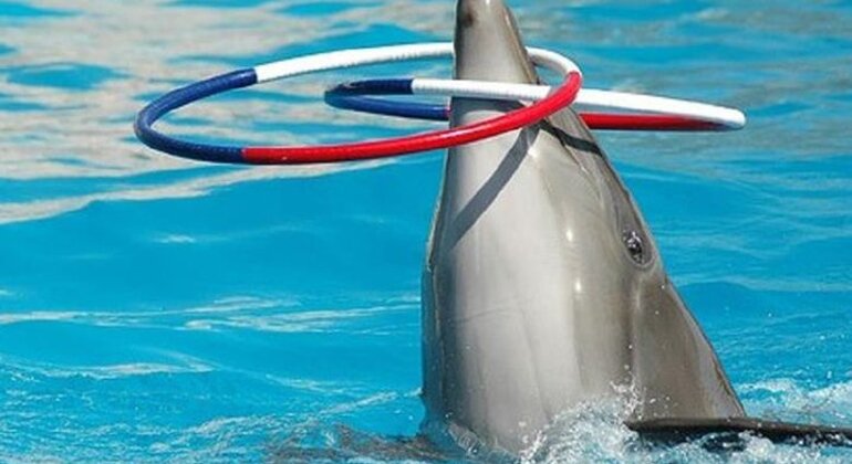 Spettacolo di delfini al Dubai Creek Park con trasferimento Emirati Arabi Uniti — #3