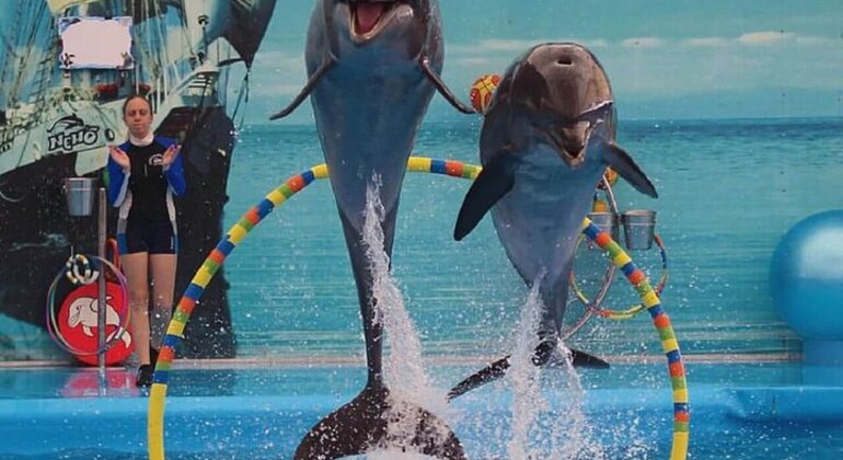 Spettacolo di delfini al Dubai Creek Park con trasferimento Emirati Arabi Uniti — #4