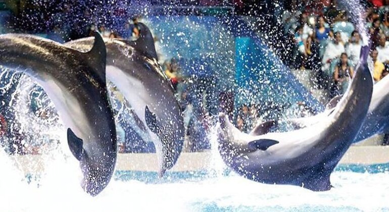 Spettacolo di delfini al Dubai Creek Park con trasferimento Emirati Arabi Uniti — #5