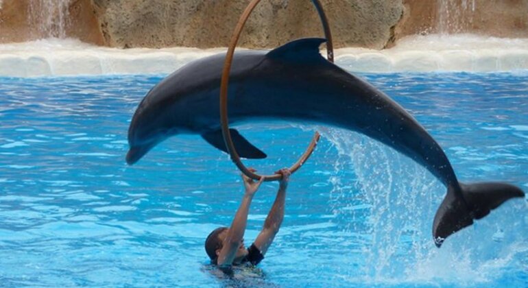 Spettacolo di delfini al Dubai Creek Park con trasferimento Emirati Arabi Uniti — #6