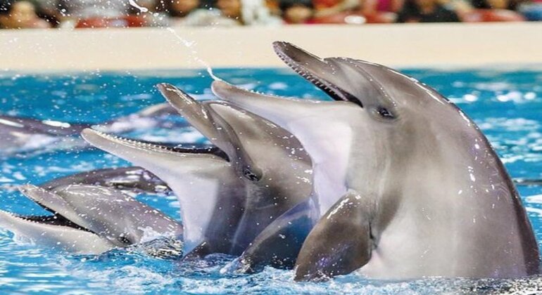 Spettacolo di delfini al Dubai Creek Park con trasferimento Emirati Arabi Uniti — #7